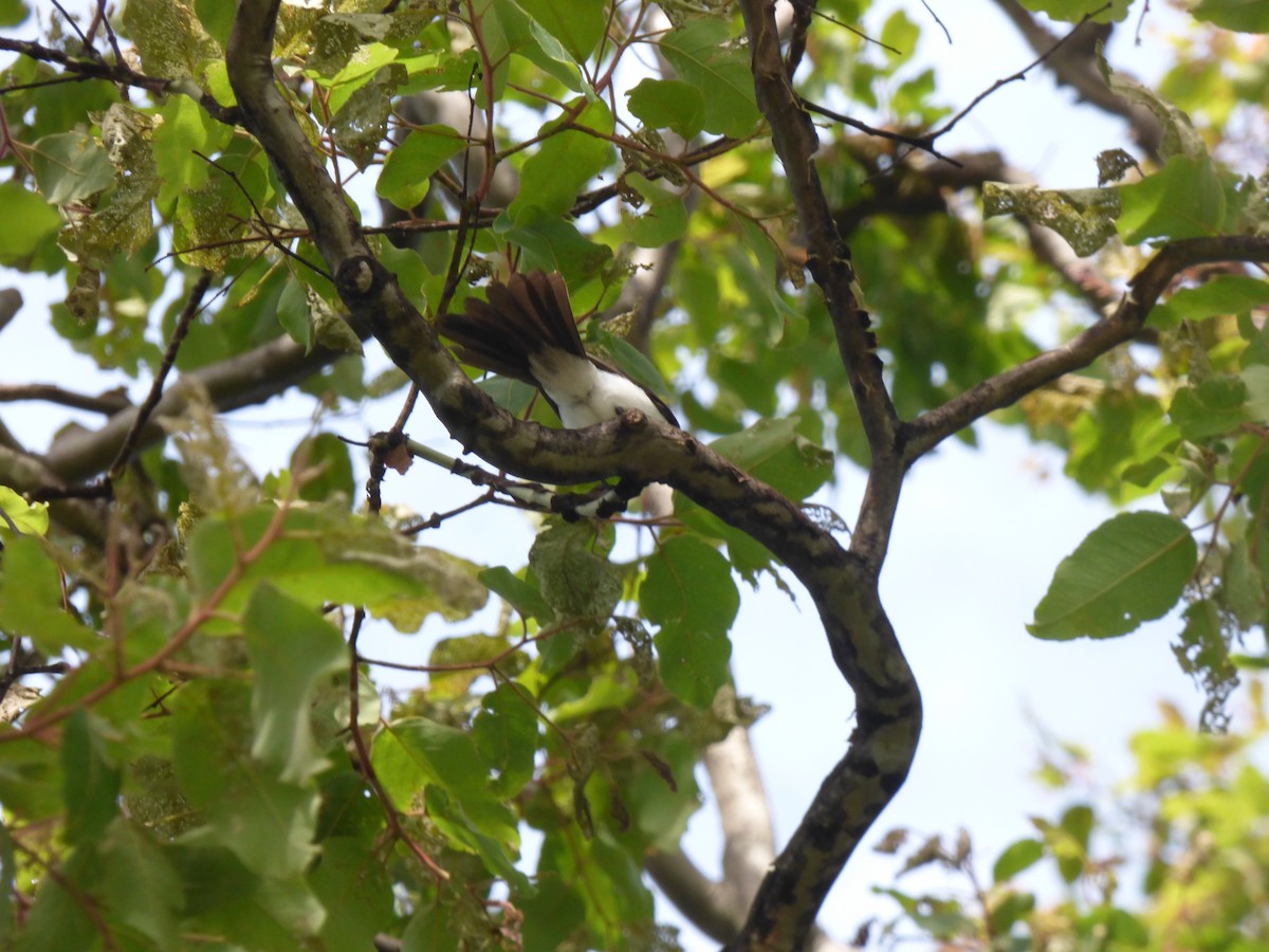 ナマリイロヒラハシ - ML645578391