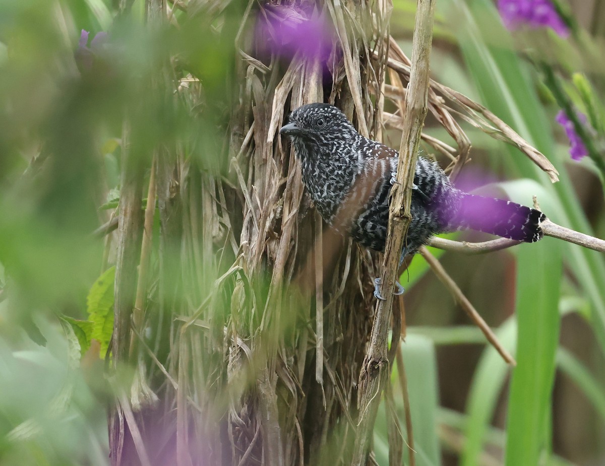 キタセグロシマアリモズ - ML645578392