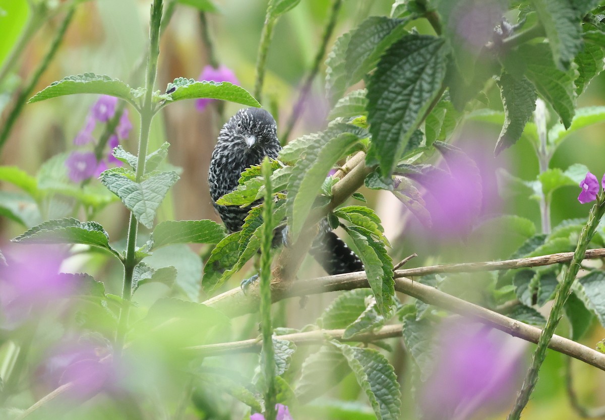 キタセグロシマアリモズ - ML645578393