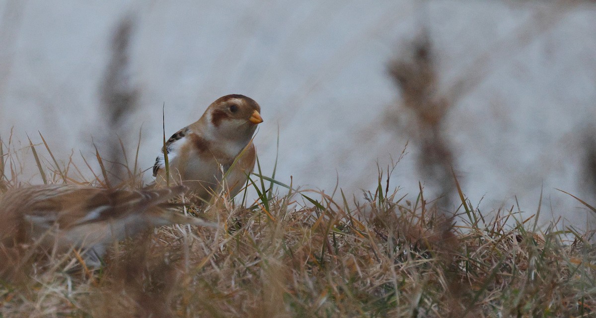 ユキホオジロ - ML645578394