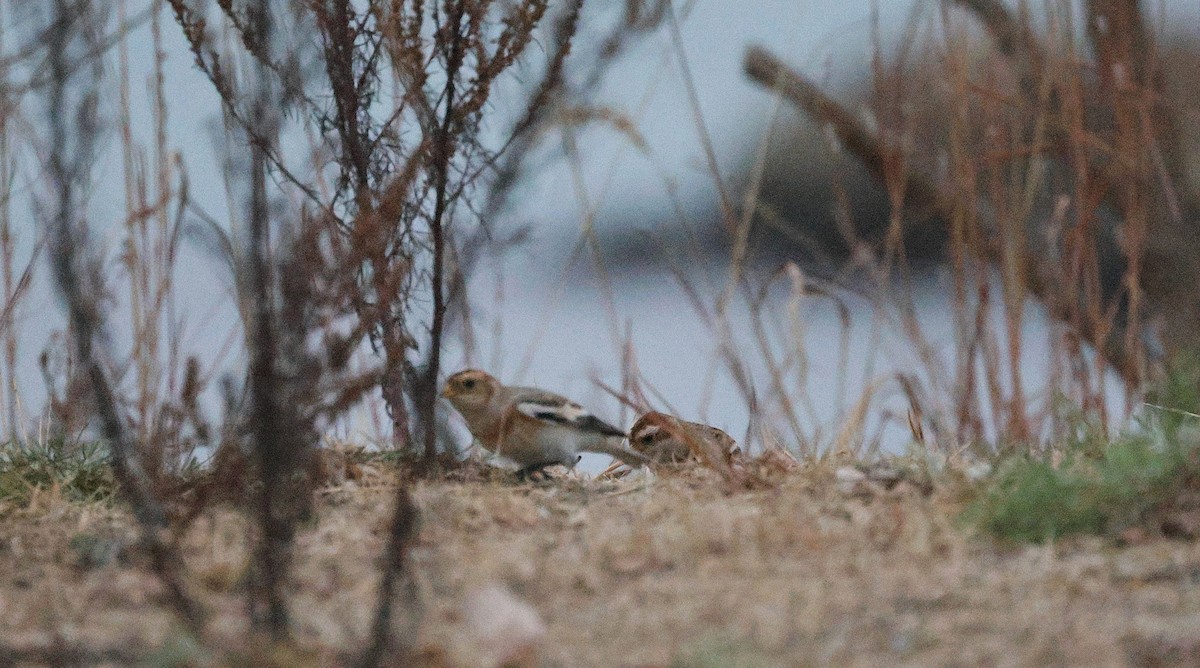 ユキホオジロ - ML645578395