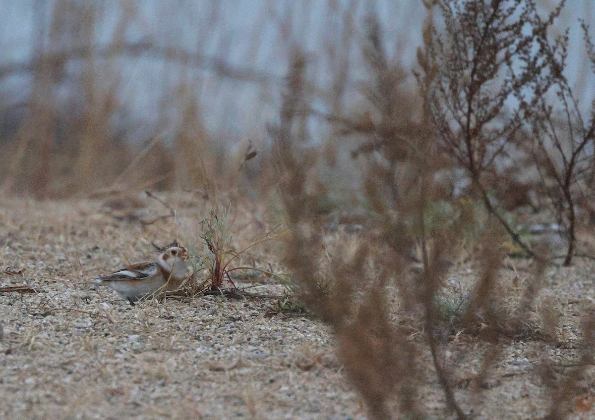 ユキホオジロ - ML645578396