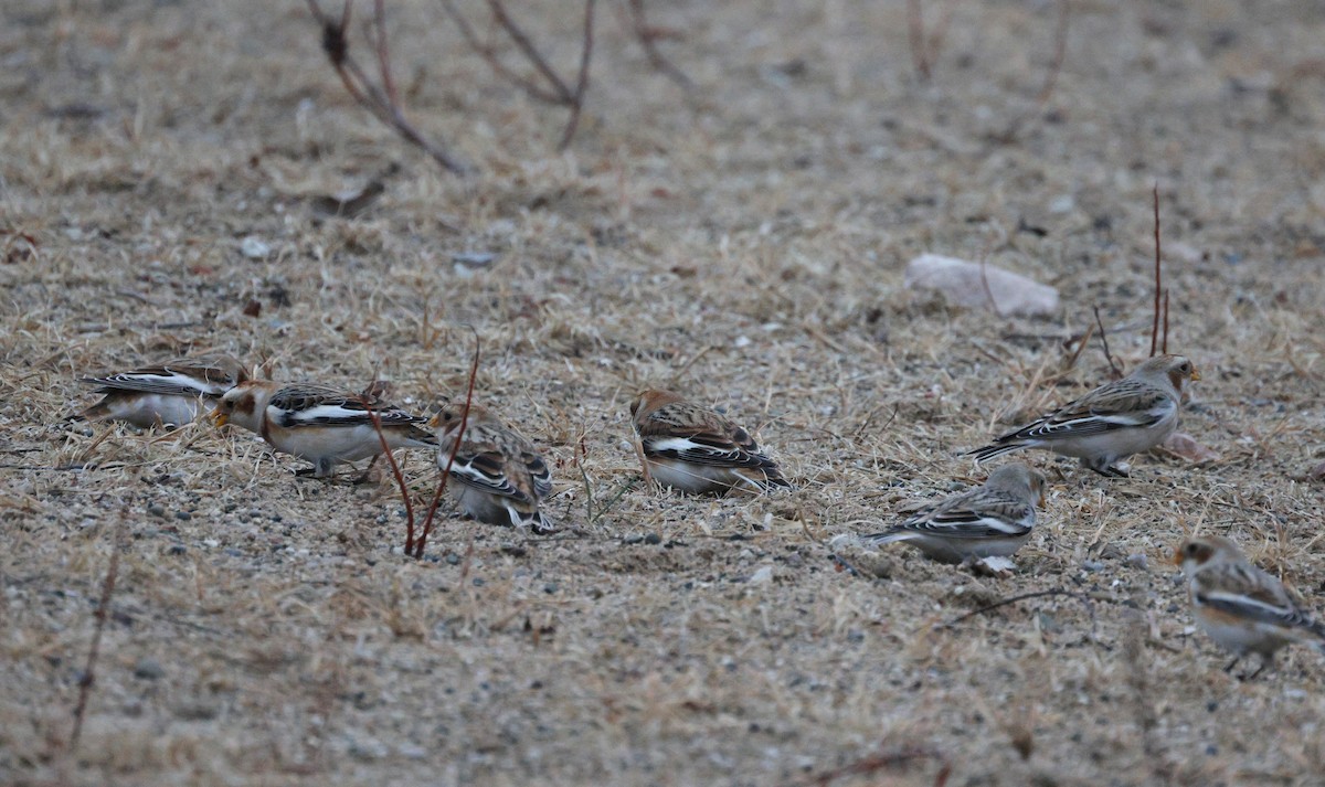 ユキホオジロ - ML645578397