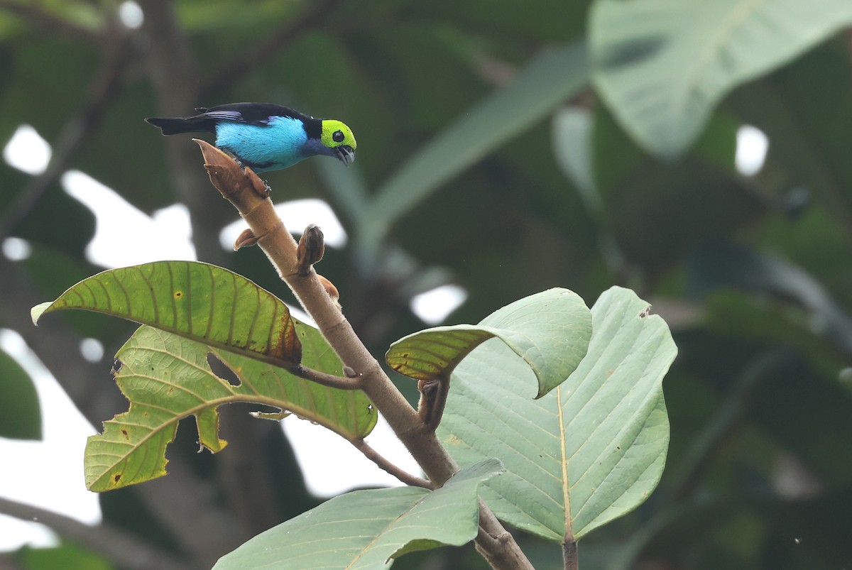 ナナイロフウキンチョウ - ML645578398