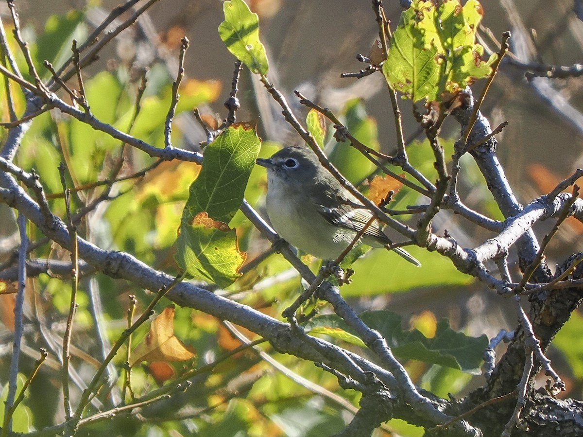 ニシフタスジモズモドキ - ML645578399