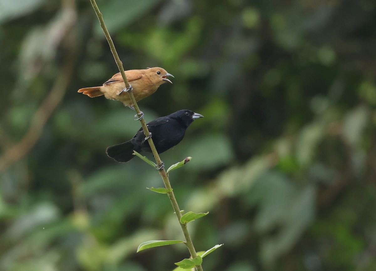 クロフウキンチョウ - ML645578400