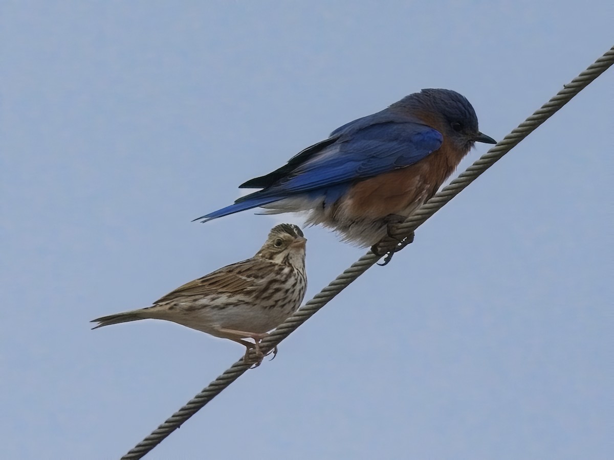 Savannah Sparrow - ML645578401