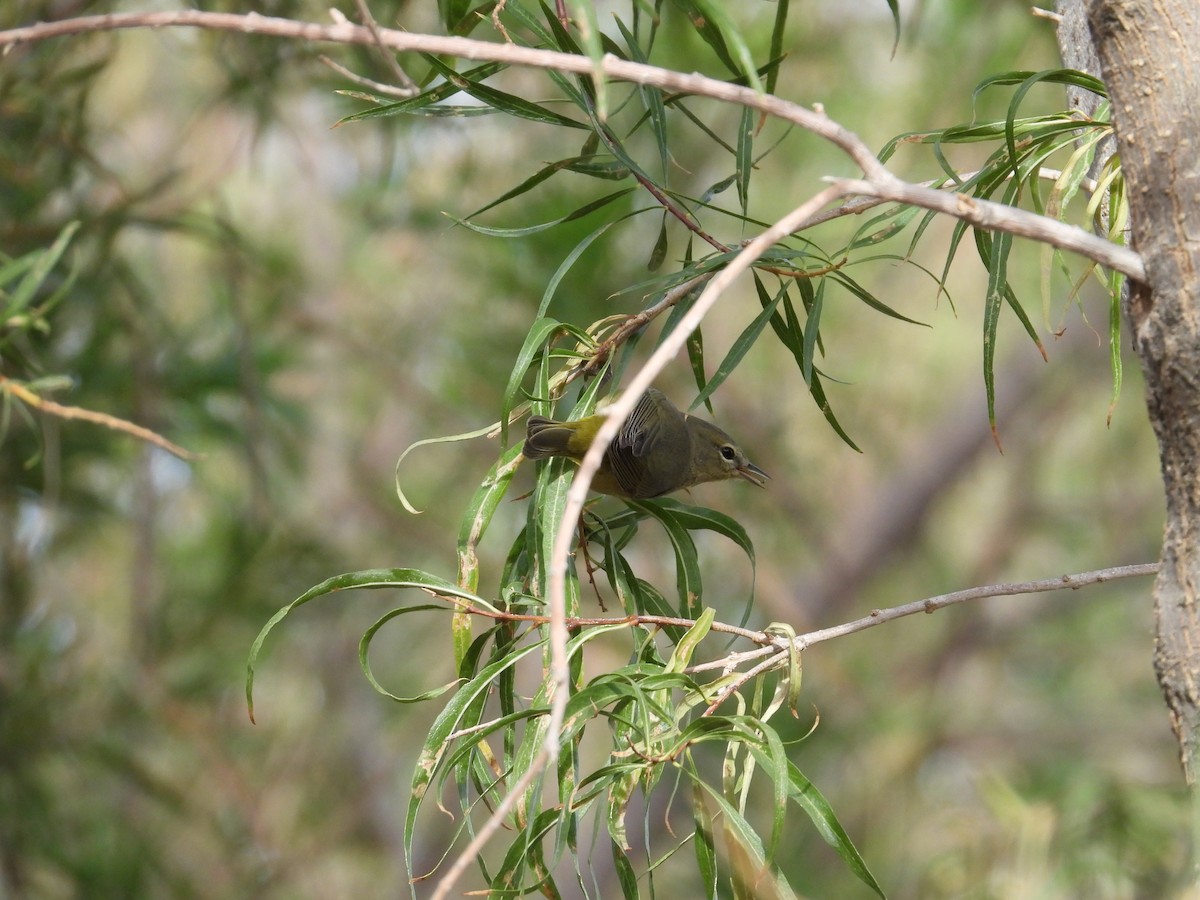 サメズアカアメリカムシクイ - ML645578402