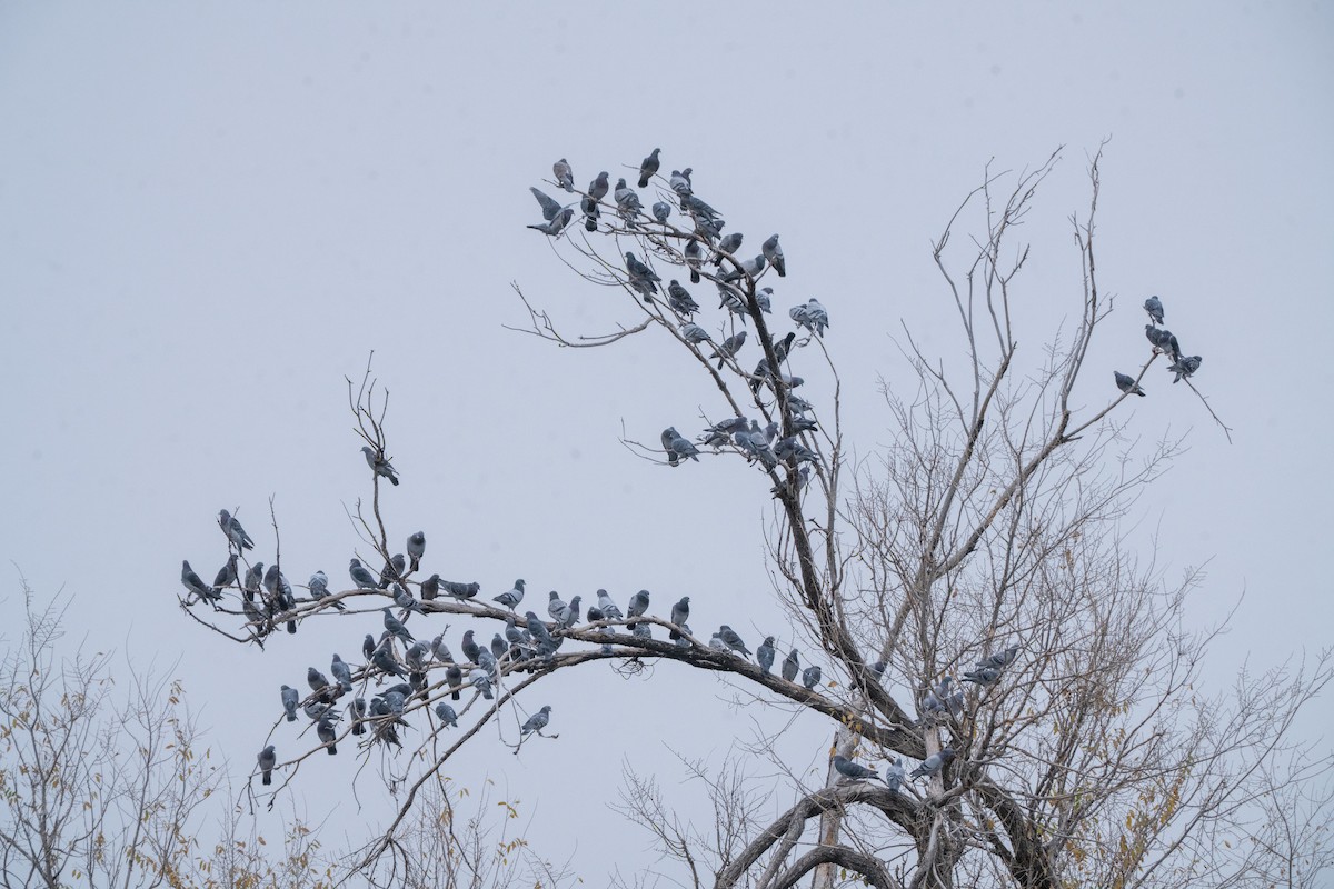 カワラバト（ドバト、家畜型） - ML645578404