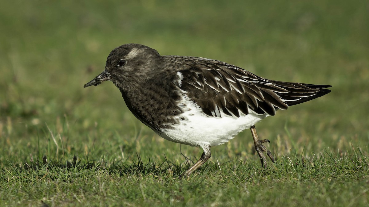 クロキョウジョシギ - ML645578405