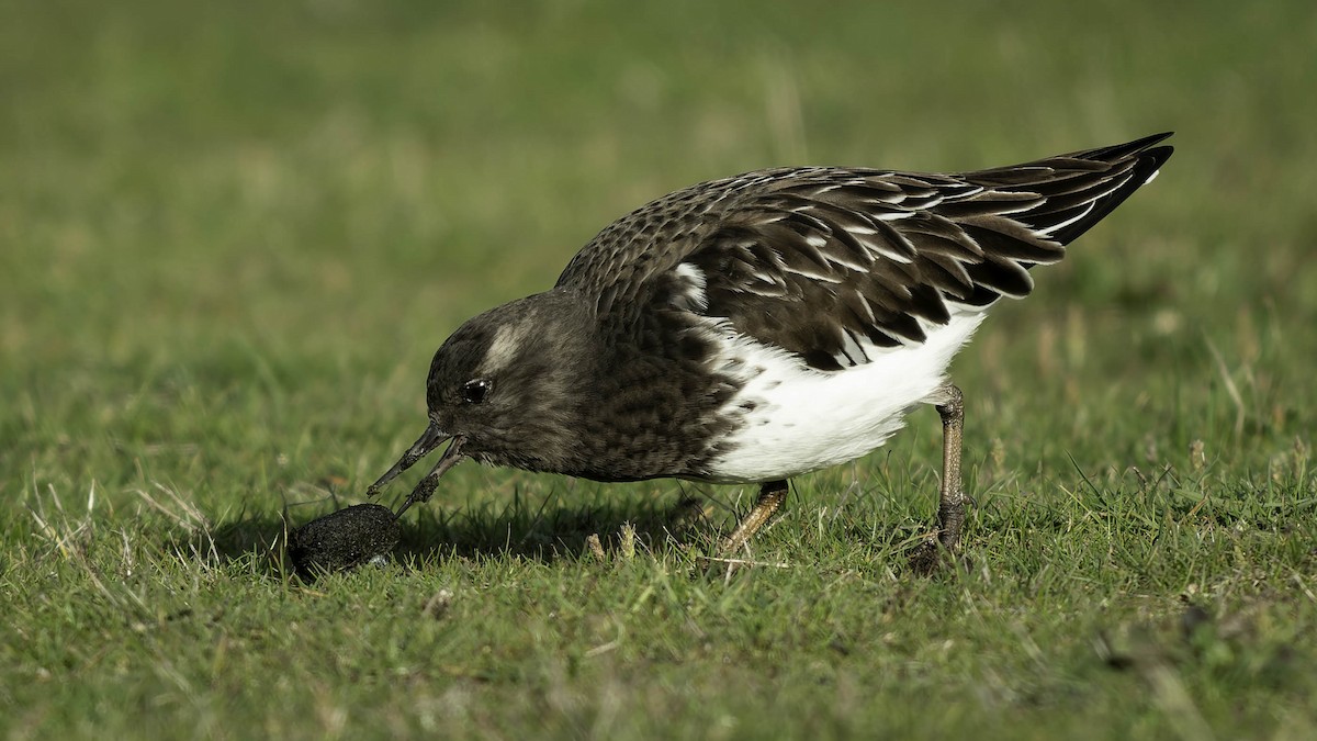 クロキョウジョシギ - ML645578406