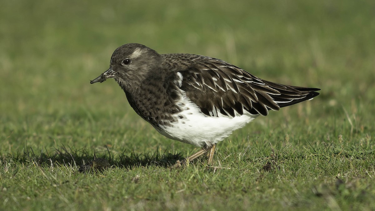 クロキョウジョシギ - ML645578407