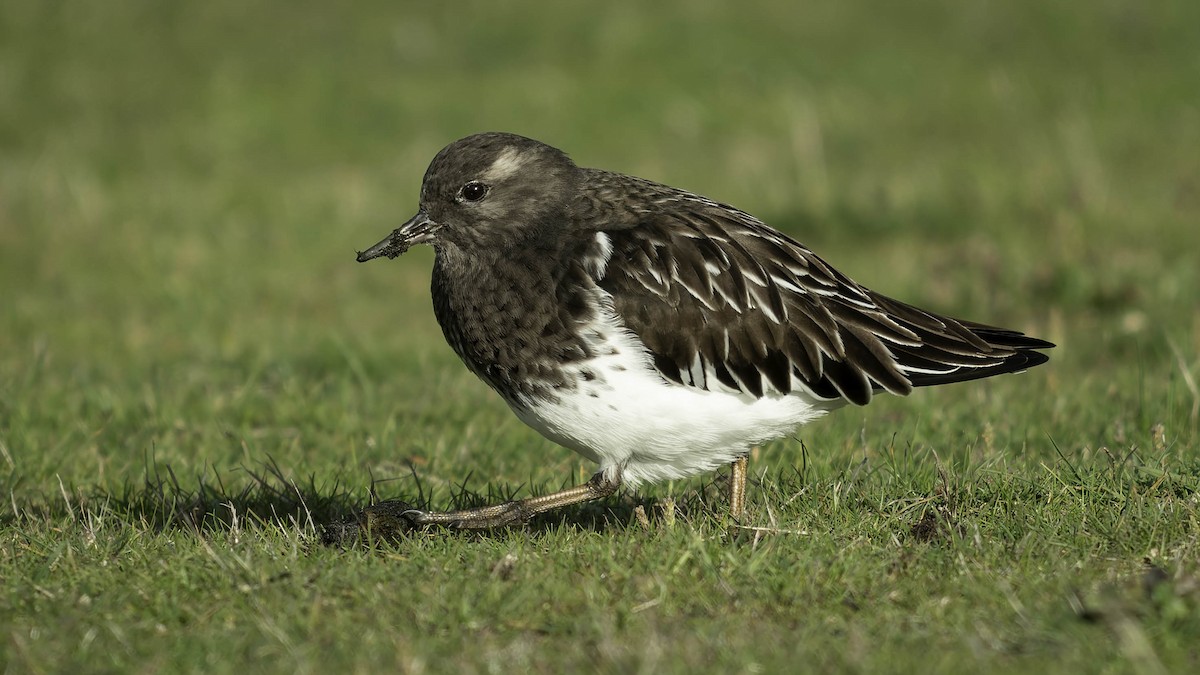 クロキョウジョシギ - ML645578408