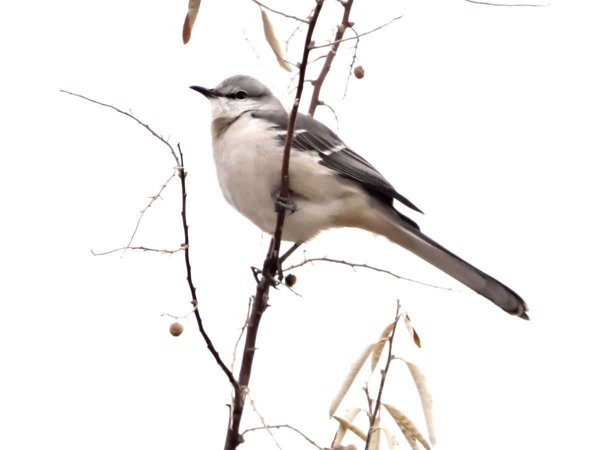 マネシツグミ - ML645578409