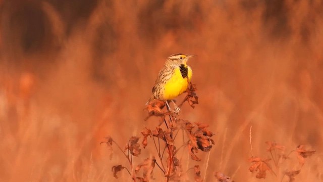 Doğulu Tarlasığırcığı - ML645578414