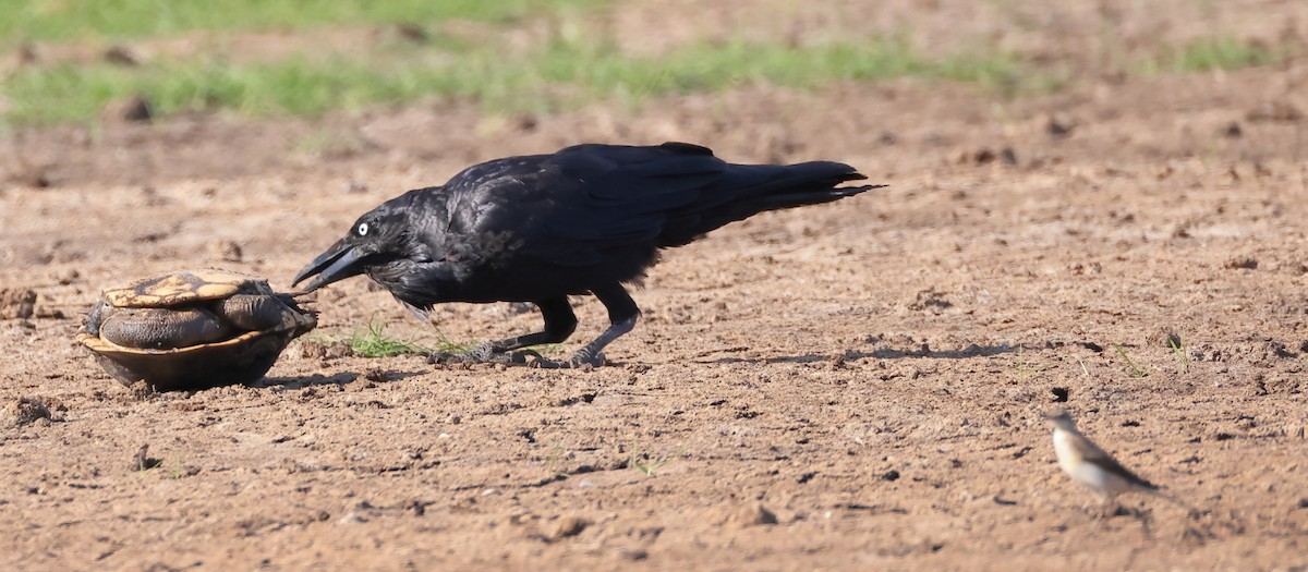 Animals - ML645578416