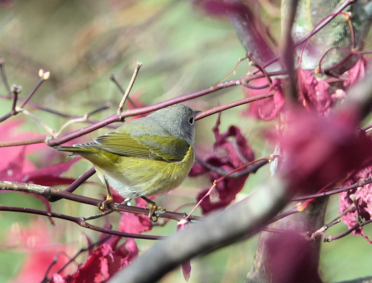 Nashville Warbler - ML645578425