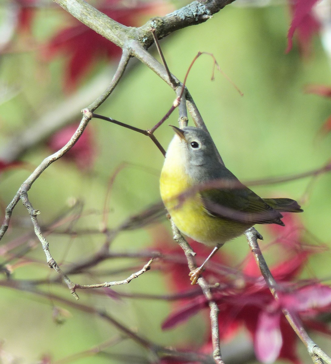Nashville Warbler - ML645578426