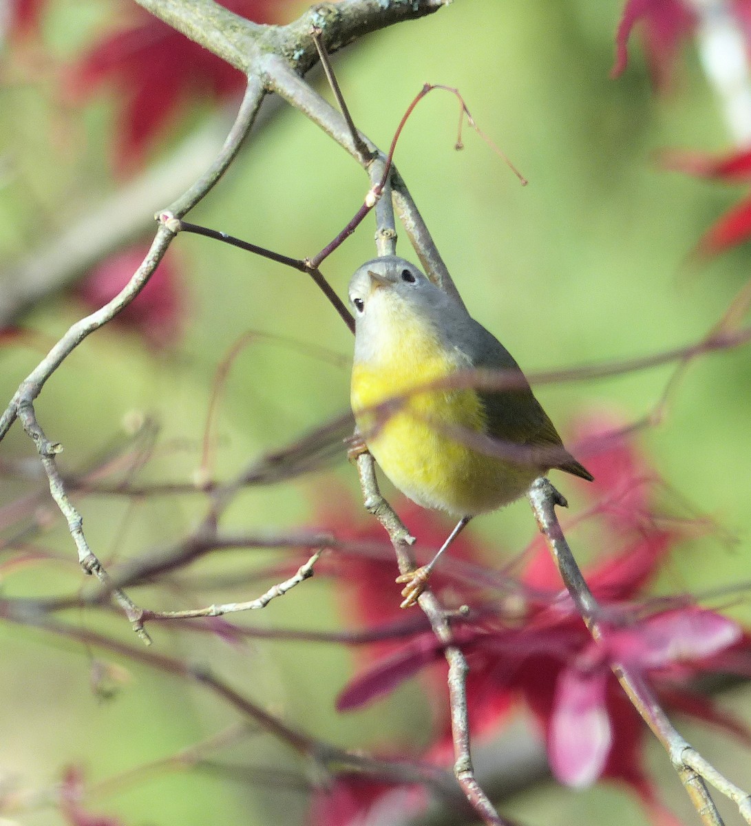 Nashville Warbler - ML645578427