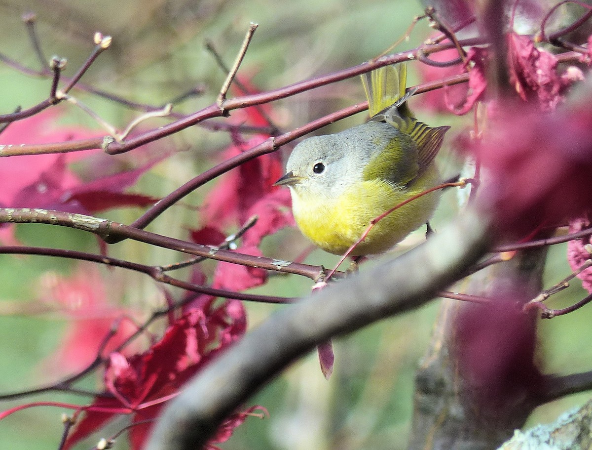 Nashville Warbler - ML645578428