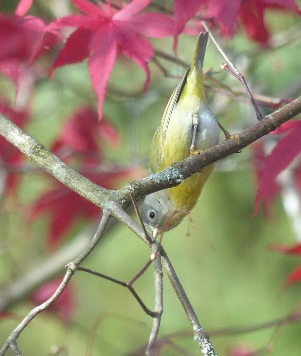 Nashville Warbler - ML645578429