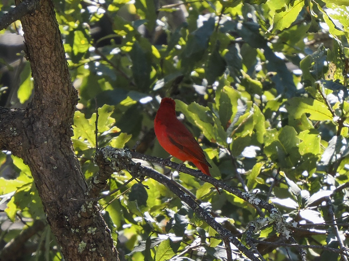 Piranga vermillon - ML645578434