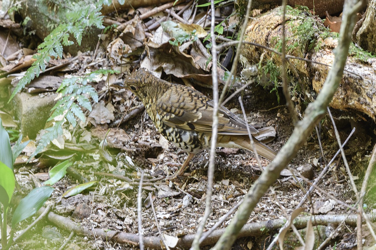Russet-tailed Thrush - ML645578439
