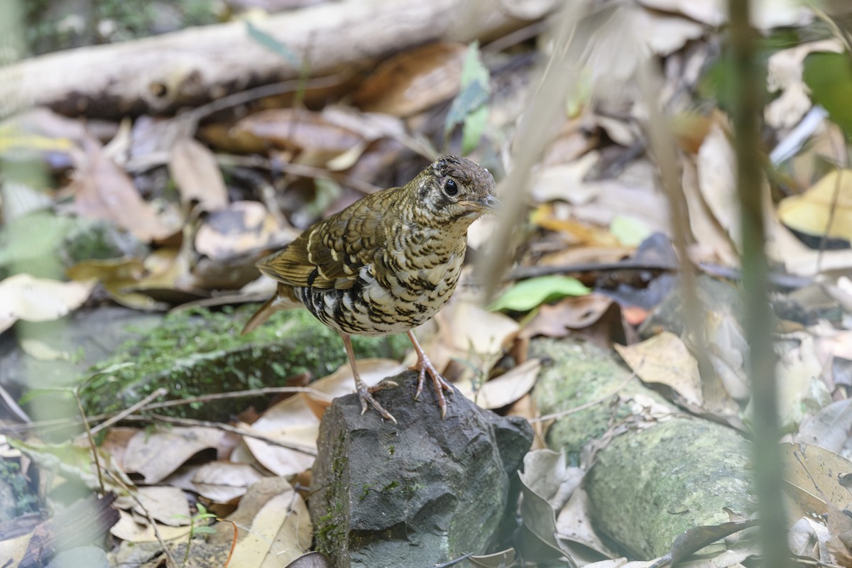 Russet-tailed Thrush - ML645578440