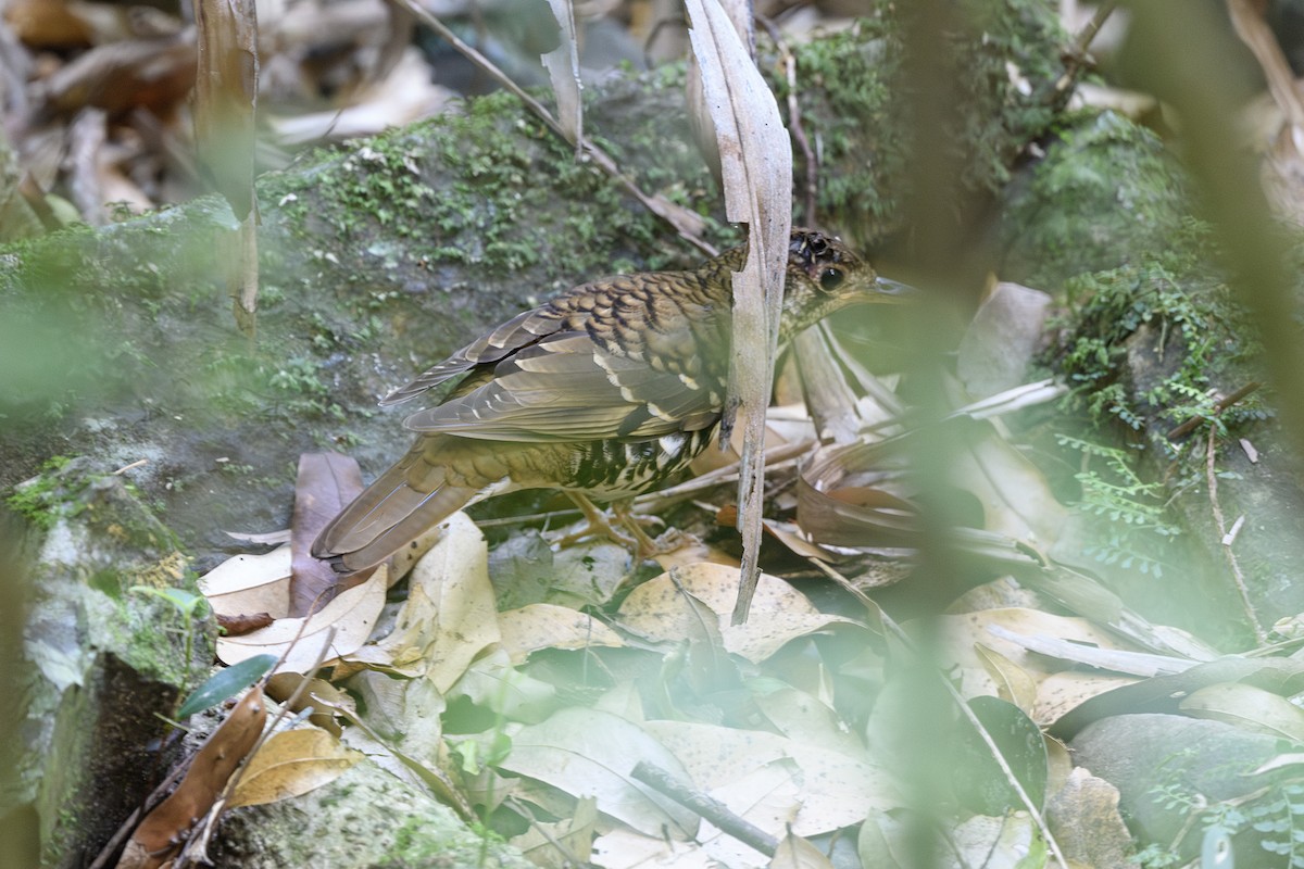 Russet-tailed Thrush - ML645578441