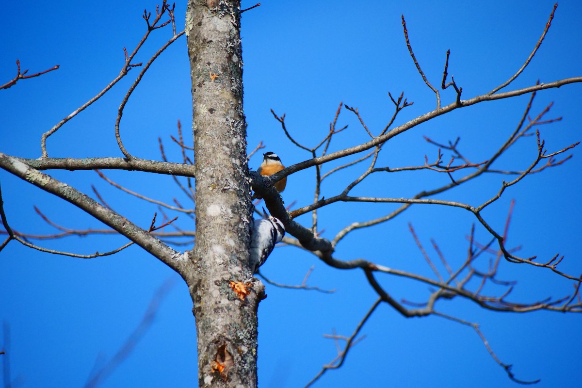 Pic mineur - ML645578442