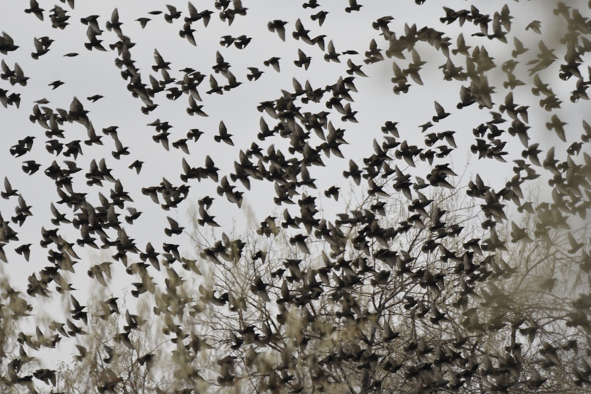 Étourneau sansonnet - ML645578443