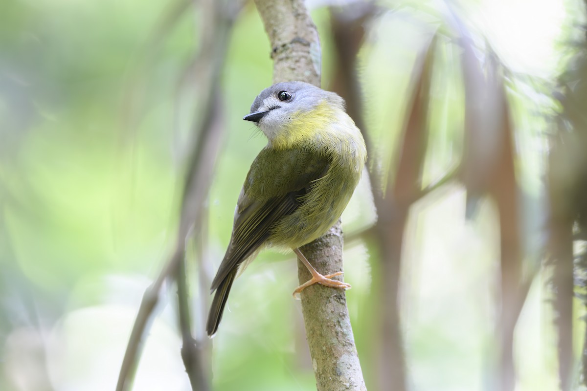 Miro jaunâtre - ML645578446