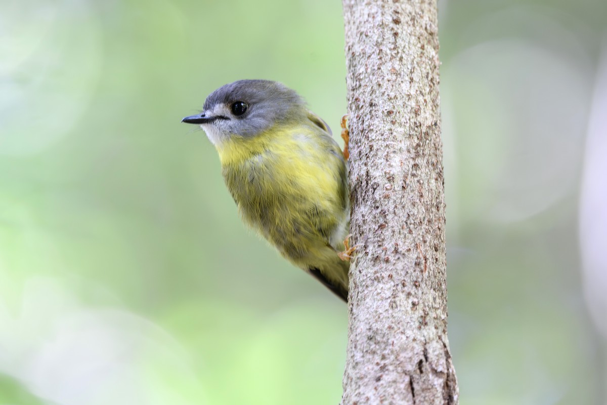 Miro jaunâtre - ML645578447