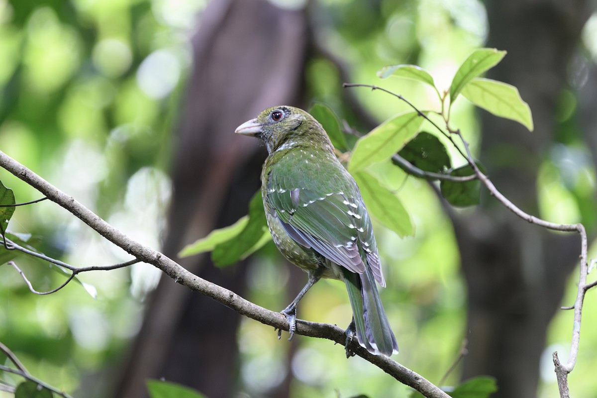 Jardinier vert - ML645578449