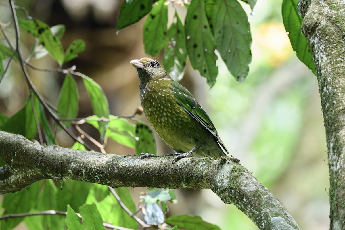 Jardinier vert - ML645578450