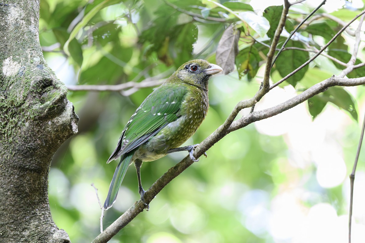 Green Catbird - ML645578451