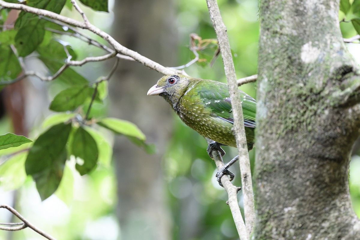 Green Catbird - ML645578452