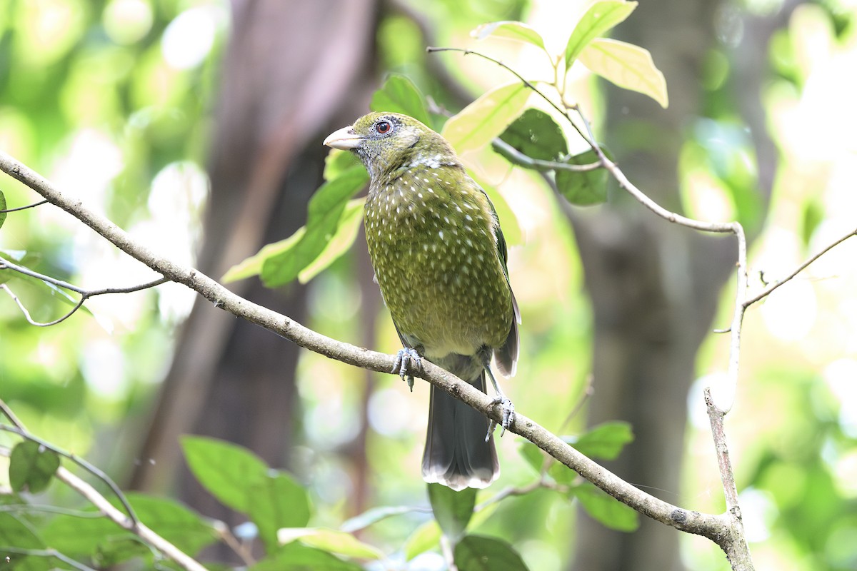 Green Catbird - ML645578453