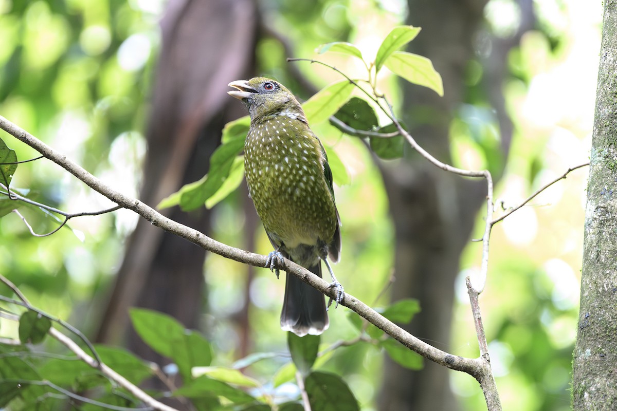 Green Catbird - ML645578454