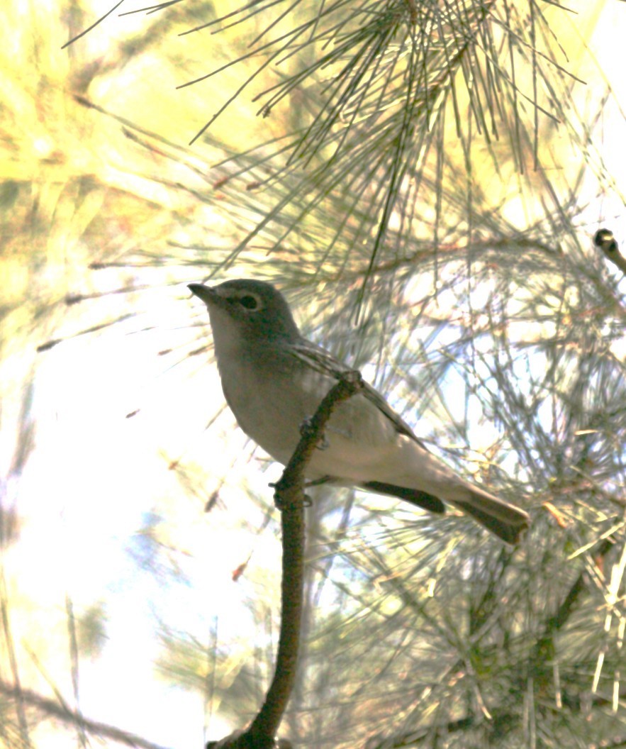 Viréo plombé - ML645578456