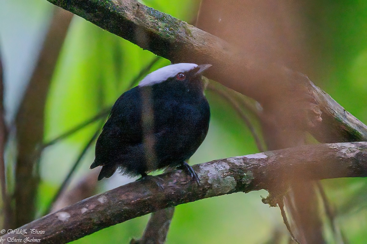 Manakin à tête blanche - ML645578457