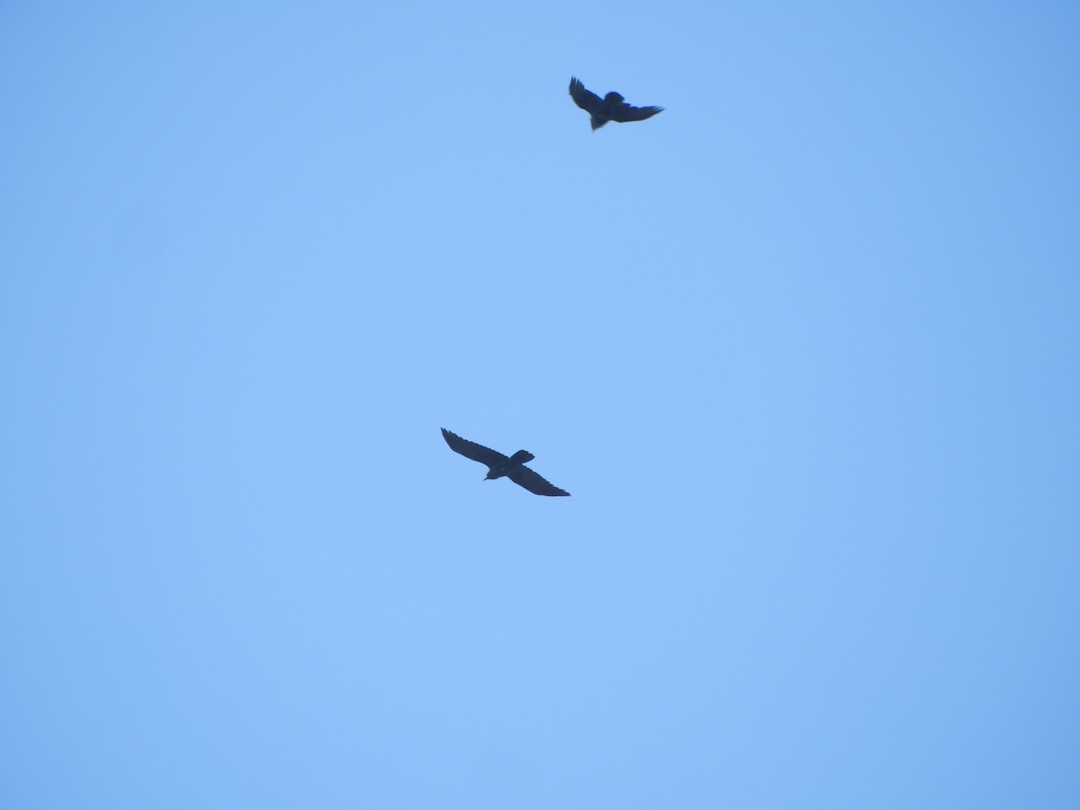 Petit Corbeau - ML645578459