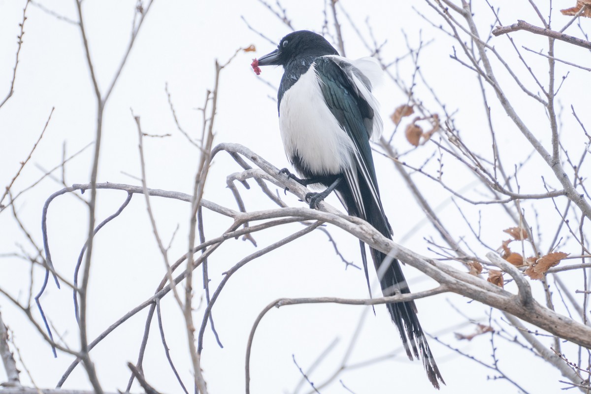 Pie d'Amérique - ML645578460