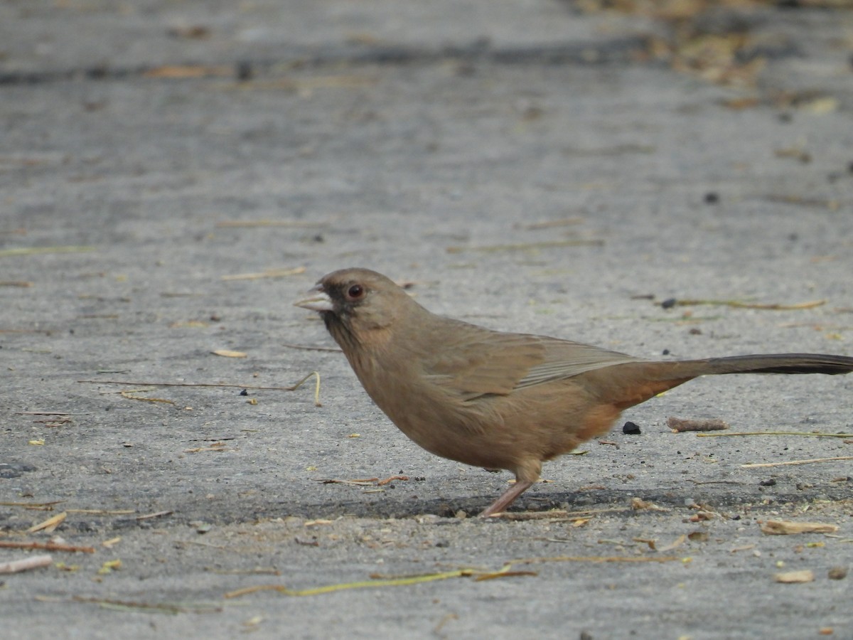 Tohi d'Abert - ML645578463