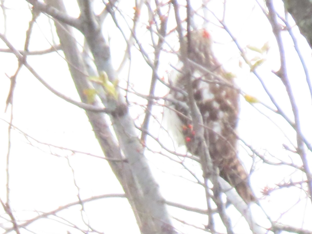 Buse à épaulettes - ML645578464