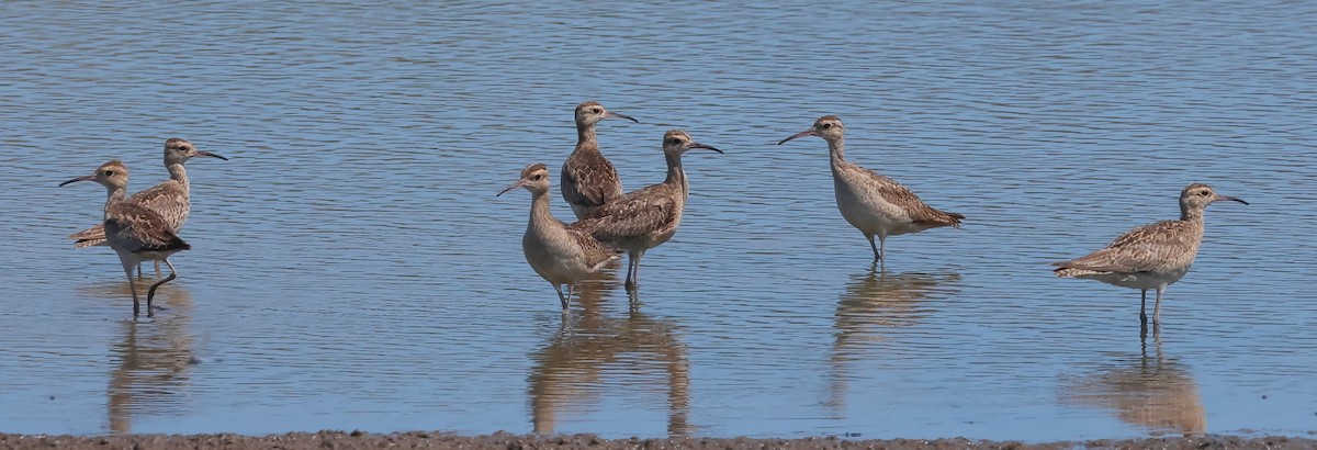 Courlis nain - ML645578465