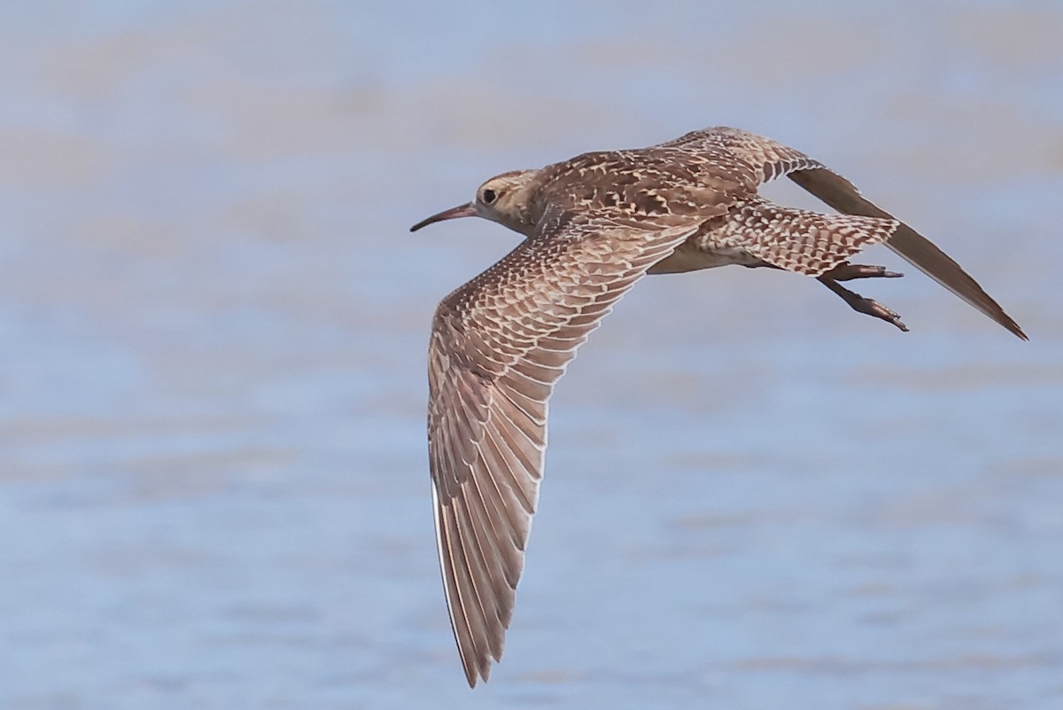 Courlis nain - ML645578466