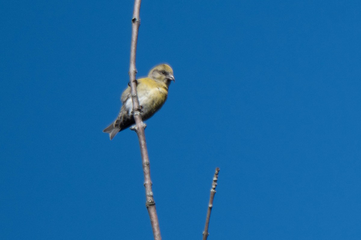 Bec-croisé des sapins - ML645578468