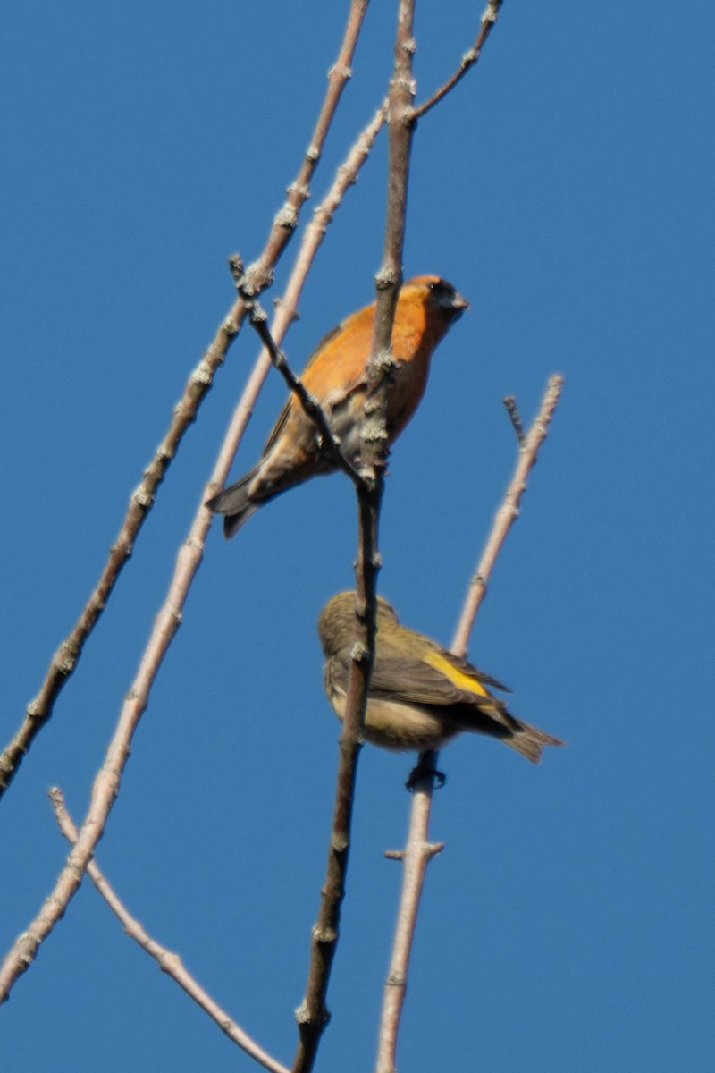 Bec-croisé des sapins - ML645578469