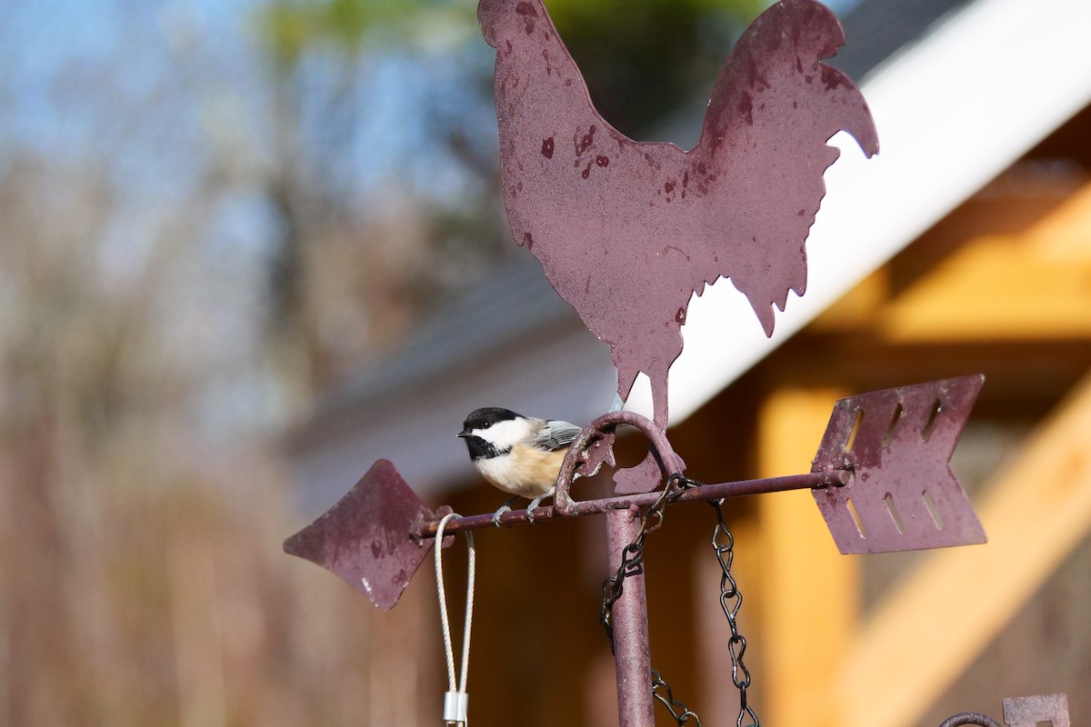 Mésange à tête noire - ML645578470